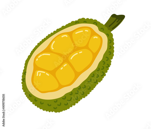 Jackfruit nangka tropical exotic fruit. Whole, halved piece. Vector hand-drawn illustration, isolated on white background.