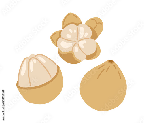 Langsat tropical exotic fruit. Whole, halved peeled piece. Vector hand-drawn illustration, isolated on white background.