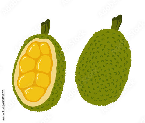Jackfruit nangka tropical exotic fruit. Whole, halved piece. Vector hand-drawn illustration, isolated on white background.