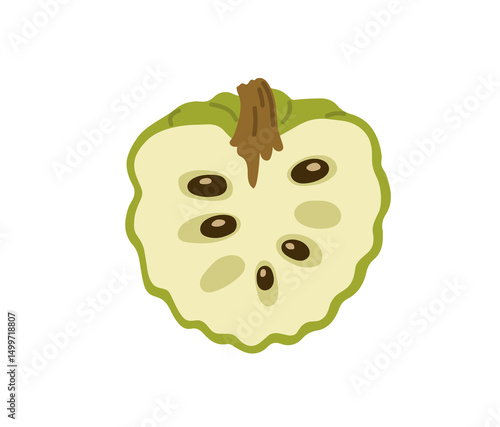 Sweetsop halved tropical exotic fruit. Annona squamosa. Sugar apple, custard apple. Vector hand-drawn illustration, isolated on white background.