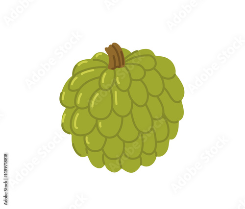 Sweetsop tropical exotic fruit. Annona squamosa. Sugar apple, custard apple. Vector hand-drawn illustration, isolated on white background.