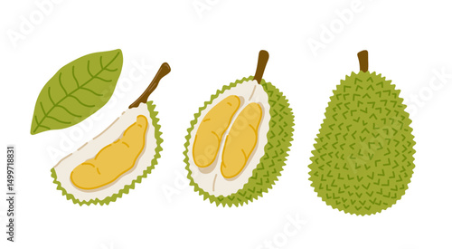 Durian tropical exotic fruit set. Whole, sliced, cut, peeled fruit. Vector hand-drawn illustration, isolated on white background.