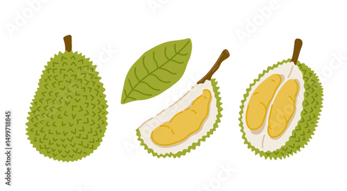 Durian tropical exotic fruit set. Whole, sliced, cut, peeled fruit. Vector hand-drawn illustration, isolated on white background.