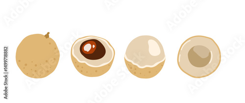 Longan, dragon eye fruit. Tropical exotic fruit. Whole, halved piece. Vector hand-drawn illustration, isolated on white background.