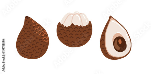 Snake fruit, snakeskin fruit. Salak tropical exotic fruit. Whole, halved peeled piece. Vector hand-drawn illustration, isolated on white background.