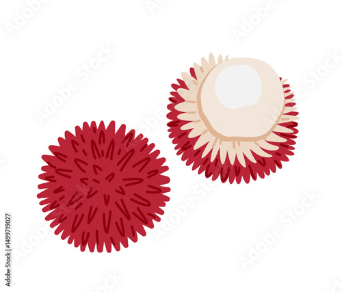 Pulasan tropical exotic fruit. Whole, halved, peeled and piece. Vector hand-drawn illustration, isolated on white background.