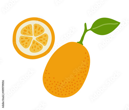 Kumquat citrus tropical exotic fruit. Whole, halved, peeled and piece. Vector hand-drawn illustration, isolated on white background.