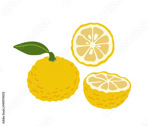 Yuzu citrus tropical exotic asian fruit. Whole, halved and slice. Vector hand-drawn illustration, isolated on white background.