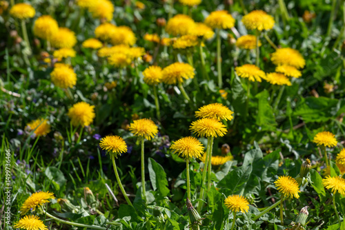 Field of Vibrant Yellow Dandelion Flowers Growing in a Sunny Meadow