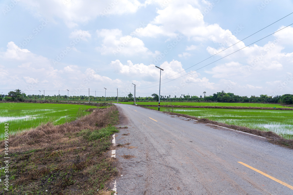Fototapeta premium Rural small two lane asphalt road through rice fields there are power lines along roadside and solar street lights sky white clouds after rain in countryside Nakhon Pathom Thailand.