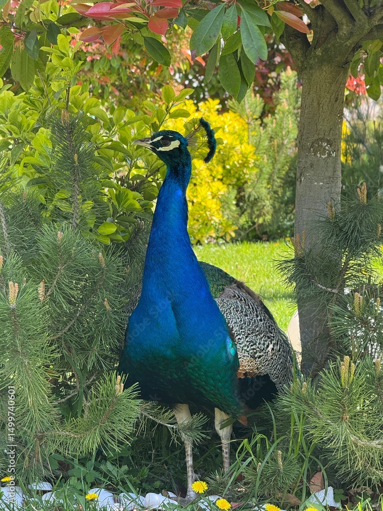 Obraz premium A peacock gracefully standing in a lush green garden during golden hour. The warm sunlight enhances the vibrant colors of its feathers, creating a magical and elegant scene in nature.