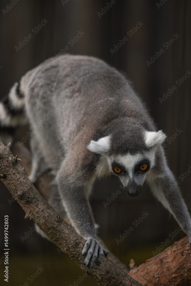 Fototapeta premium a ring-tailed lemur perched on a tree branch, its distinctive black-and-white markings standing out against the soft, blurred background