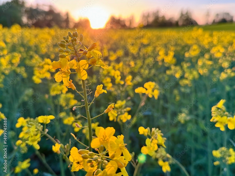 Obraz premium Rapeseed field