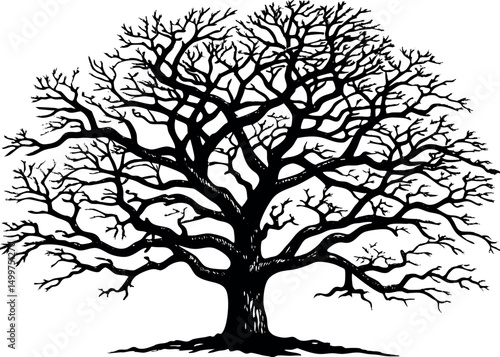 leaflass dead tree silhouette. Assortment of Bare Tree Isolated Branches Silhouettes