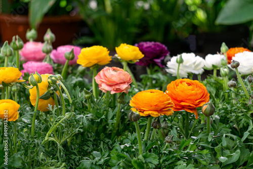 Multi-colored ranunculus flowers bloom in a flower pot in a greenhouse.