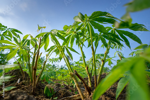Fresh cassava plants growing in the field under a clear sky  