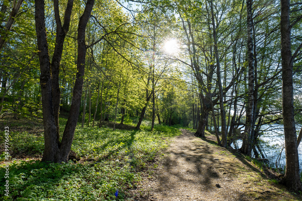 Fototapeta premium Sunlight Filtering Through Forest Trees Along a Winding Path