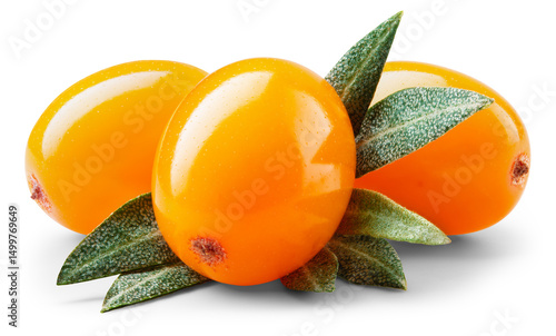 Canvastavla Buckthorn isolated png