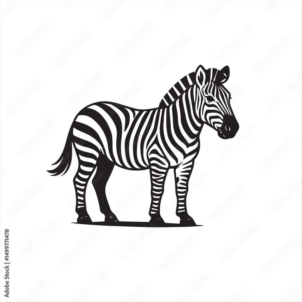 Obraz premium zebra isolated on white background