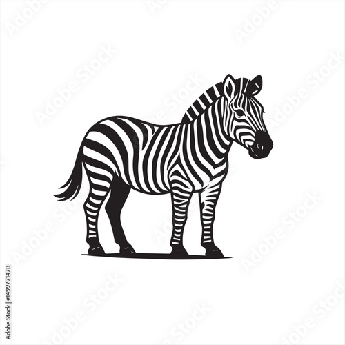 zebra isolated on white background