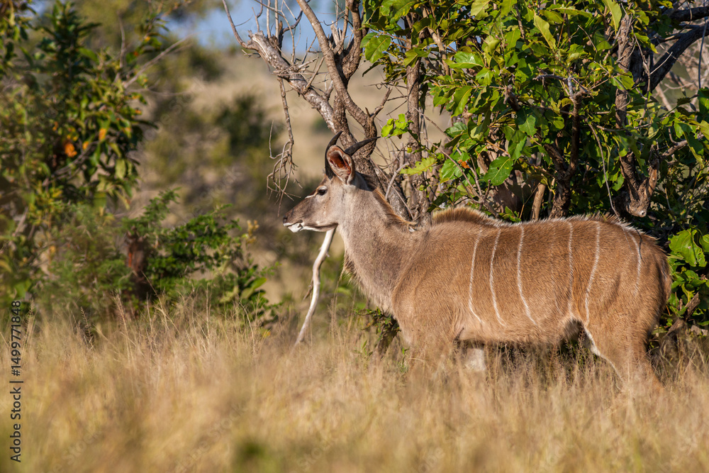 Fototapeta premium South Africa, Kruger National Park, Greater Kudu (Tragelaphus strepsiceros), young male