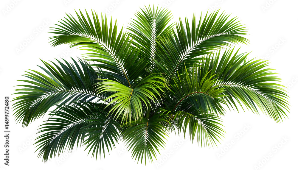 Naklejka premium Lush green palm fronds isolated on a white background