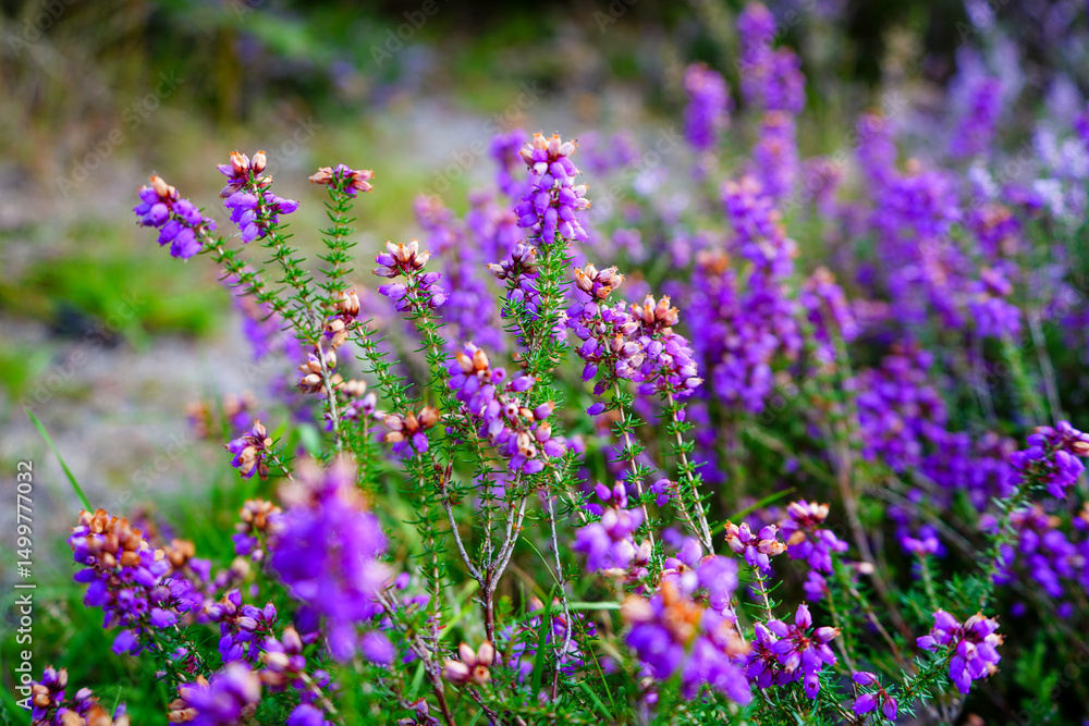 Fototapeta premium Close up of purple heather flowers