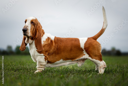 Cuadro en lienzo Basset hound standing in a green field during an overcast day, showcasing its un