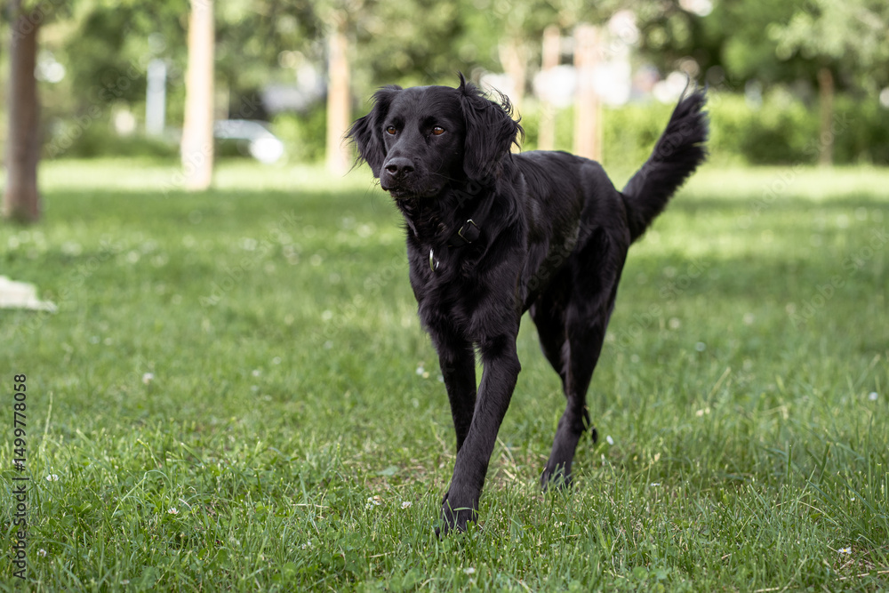 Black dog walks gracefully in a green park during a sunny afternoon Black dog walks gracefully in a green park during a sunny afternoon