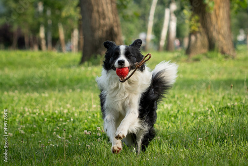 Dog joyfully runs in the park with a red ball during a sunny day in springtime