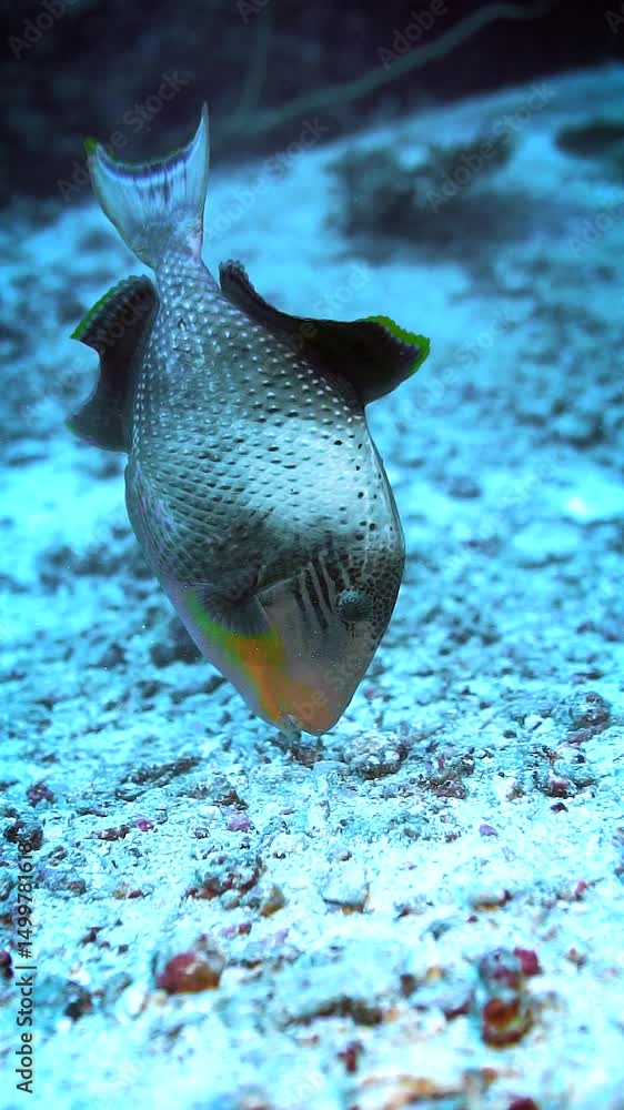 Beautiful trigger fish swimming on a colorful coral reef in Thailand ...