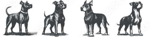 Detailed Vintage Engraving of Four Distinct Dog Breeds Stance