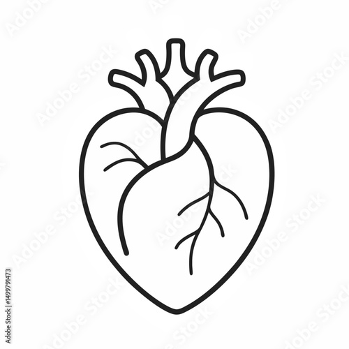 human heart vector outline icon on white or transparent background