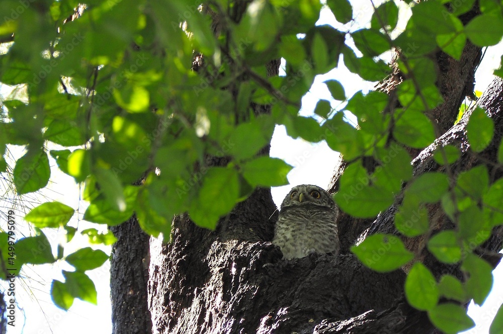 Fototapeta premium Spotted owl stands in hollow in a large tree. It is protected by green leaves for safety. Athene brama has round head and large eyes. The overall body is grayish-brown with white spots scattered over 