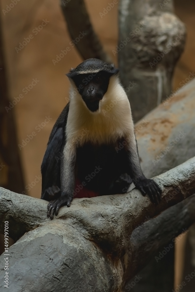 Obraz premium Diana monkey sitting on a tree branch in a dark room and looking at the camera