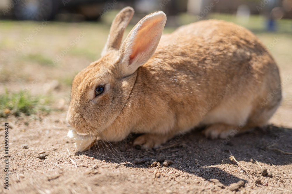 Fototapeta premium rabbit in the garden