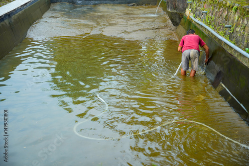 Fototapeta A man cleans a swimming pool in a rural area filled with murky water with a hose