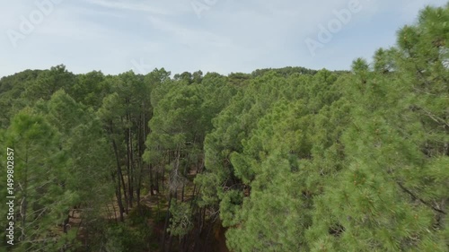 Aerial view over a pine forest in Provence, France, showcasing lush greenery and Mediterranean charm. Ideal for nature, travel, and scenic landscape projects.
