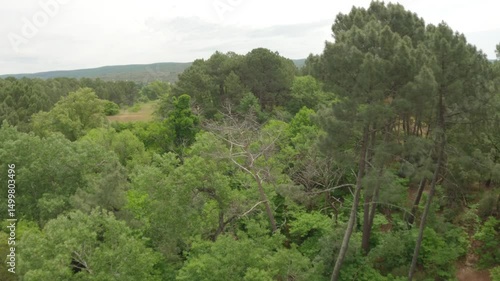 Aerial view over a pine forest in Provence, France, showcasing lush greenery and Mediterranean charm. Ideal for nature, travel, and scenic landscape projects.
