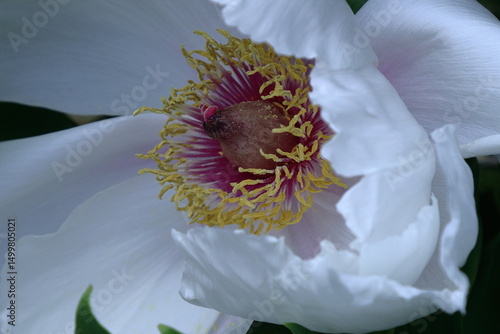 女性らしさを感じる花