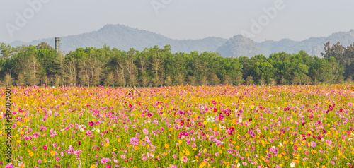 cosmos flower garden with mountain and blue sky background