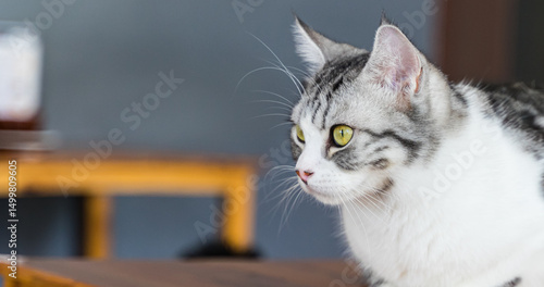 cute cat at home, yellow-eyed cat 