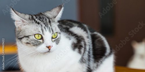 cute cat at home, yellow-eyed cat 