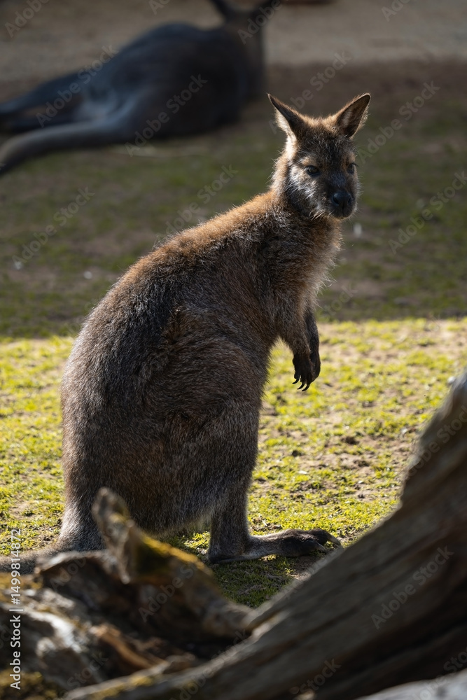 Naklejka premium A young wallaby stands upright on grassy ground, facing forward with its ears alert