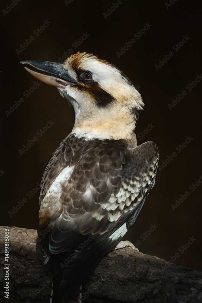 Obraz premium A kookaburra is captured in profile, perched on a branch. Its distinctive head features a light-colored cap, a dark eye stripe, and a large, sturdy beak slightly open