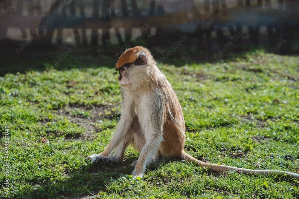 Fototapeta premium Patas monkey sitting and looking at grass