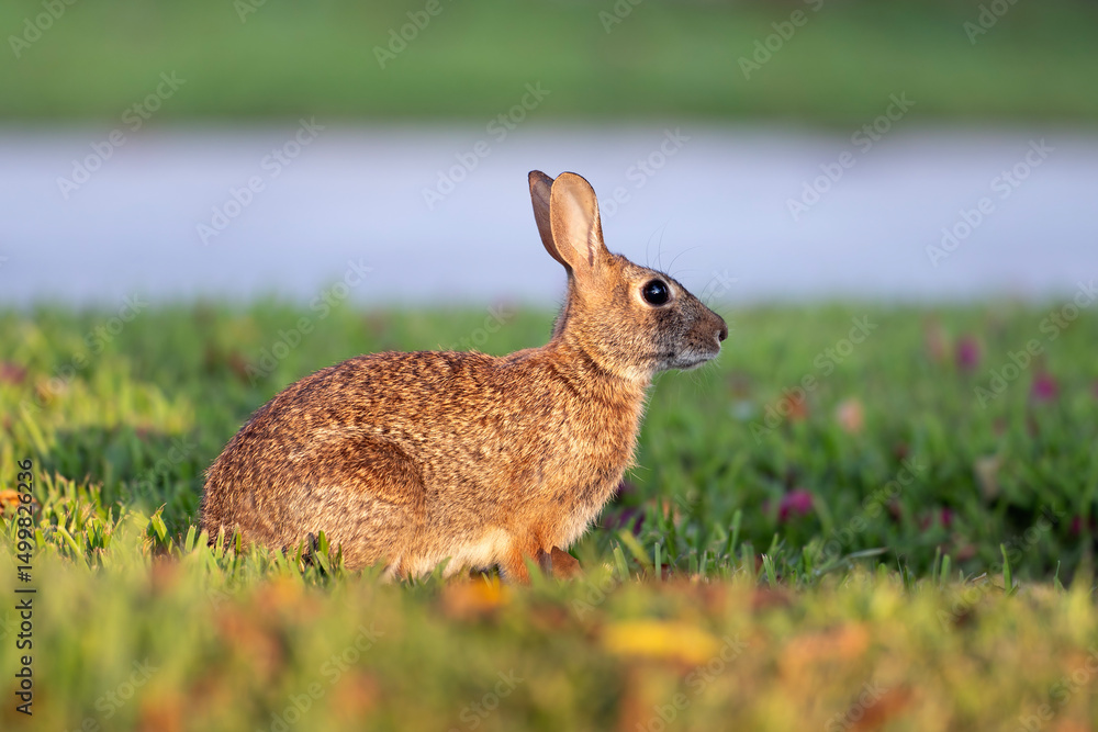 Fototapeta premium Wild rabbit in nature. Grey small hare eating grass on Florida backyard