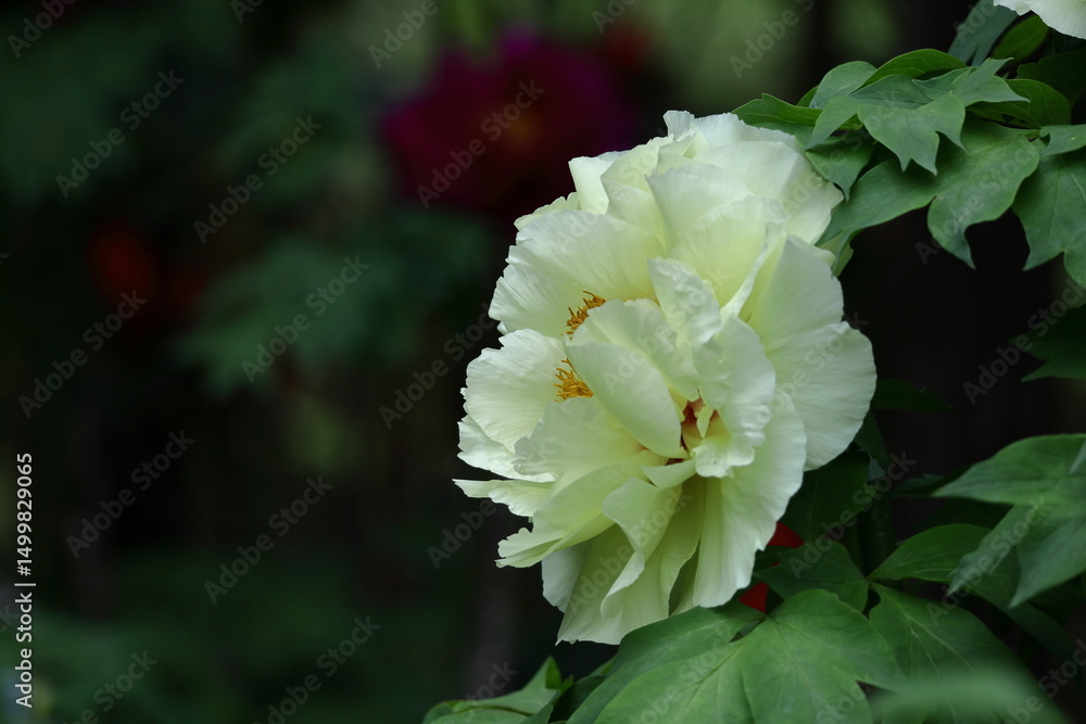 Obraz premium 女性らしさを感じる花