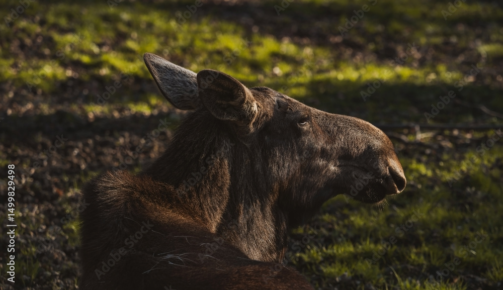 Fototapeta premium Description: A close-up portrait captures the head and upper body of a moose lying down, looking to the side