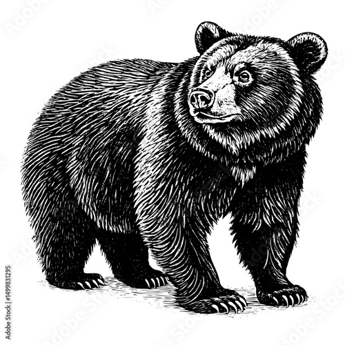 Ursus thibetanus, Asiatic black bear, engraving, line art, full body, adult, illustration, black and white, white background